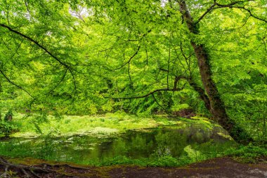 Yoğun yeşil ormanda küçük bir nehir