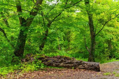 Ormanda bir patikada kesilmiş eski bir ağaç.