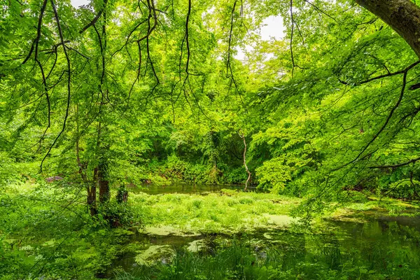 Yoğun yeşil ormanda küçük bir nehir