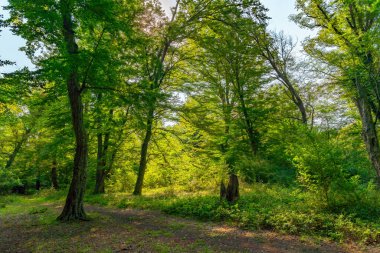 Parlak güneş ışığıyla aydınlatılmış yeşil bir yaz ormanında sabah.