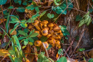 Ormanda bal mantarı