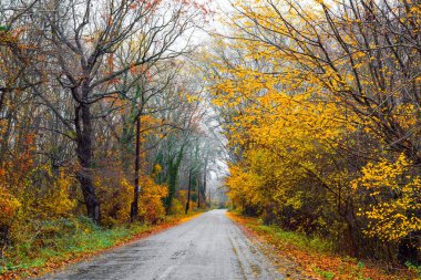 Islak asfalt yolu, sarı sonbahar ağaçları arasında.