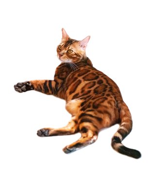 Beyaz arka plan üzerinde safkan bengal kedisi
