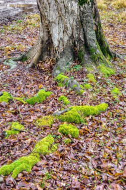 Yumuşak yeşil yosunlarla kaplı eski bir ağacın kökleri