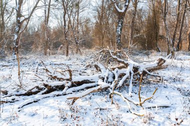 Kış ormanında karla kaplı çıplak ağaçlar.
