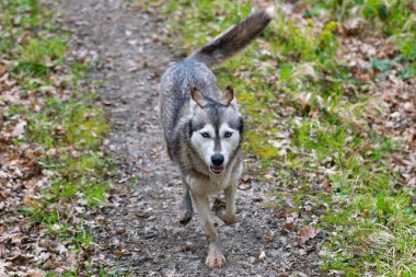 İri köpek yeşil bahar ormanlarında koşar.