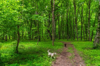 sokak köpekleri Şehir Parkı