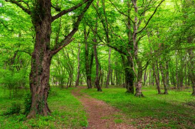 Parlak yeşil bir ormanda güzel bir patika.