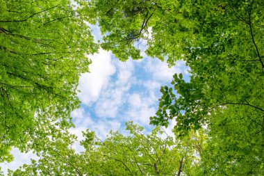 Mavi gökyüzü olmayan yeşil ağaçların çerçevesi