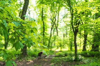 Bereketli yeşil yaz ormanı manzarası