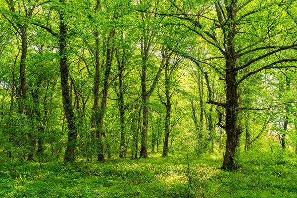 Verimli yeşil yaz ormanı manzarası
