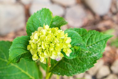 Bahçede olgunlaşmış ortanca çiçeği