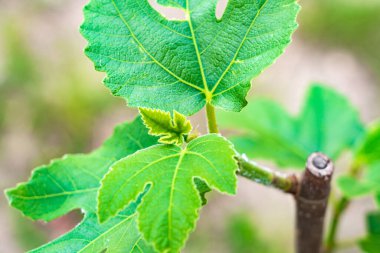 İncir ağacının taze yaprağı