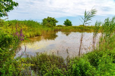 Deniz kenarında büyümüş bir gölet