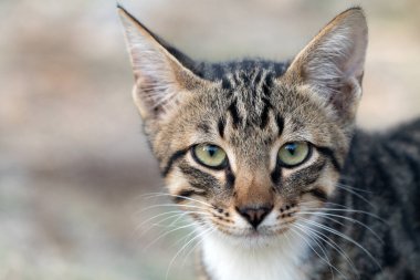 Çekici bir tekir kedinin portresi