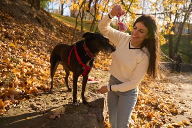 Neşeli kadın yaşlı bir köpekle oynuyor, sonbahar manzarasının arka planına karşı.