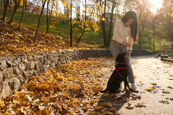Όμορφη Γυναίκα Στέκεται Δίπλα Στο Σκύλο Της Στο Φόντο Ενός — Φωτογραφία Αρχείου