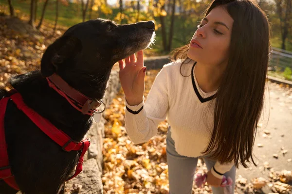 Χαριτωμένη Νεαρή Γυναίκα Επικοινωνεί Ένα Μαύρο Σκυλί Είναι Στο Πάρκο — Φωτογραφία Αρχείου