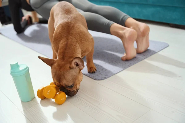 Cropped Photo Fit Woman Performing Plank While Her Dog Sniffing — Stock Photo, Image
