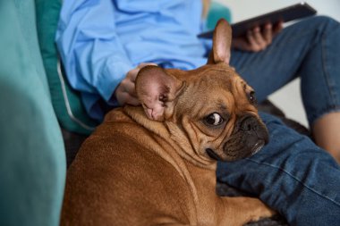 Cropped photo of person holding tablet computer while petting calm French bulldog