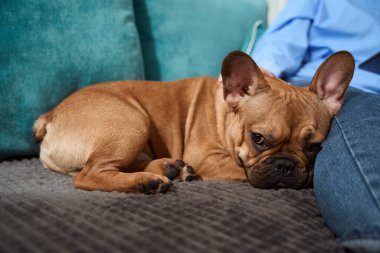 Cropped photo of pet owner sitting on sofa and stroking sad dog