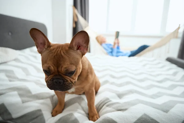Trauriger Hund Steht Auf Bett Während Sein Besitzer Buch Hängematte — Stockfoto