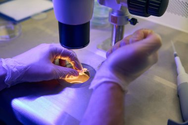 Biolaboratuar teknisyeni, daha iyi depolama, genetik ve üreme için özel test tüpüne örnek ekliyor