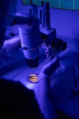 Genetik laboratuvar teknisyeni mikroskoba bakarak intrakytoplazmik sperm enjeksiyonu yapıyor, ultraviyole ışık altında çalışıyor.