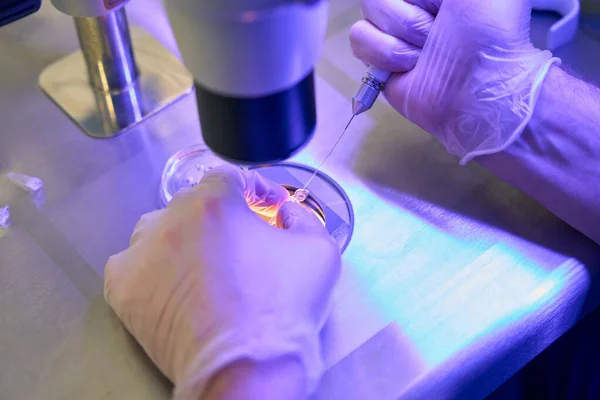 Asistente Laboratorio Reproductología Añadiendo Gotas Especiales Con Soporte Capilar Para — Foto de Stock