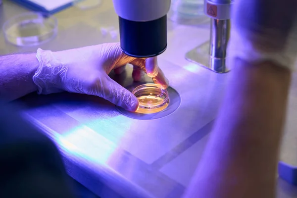 在显微镜下检查样品 调整光程 微生物学 脐带细胞的生物流产工人 — 图库照片