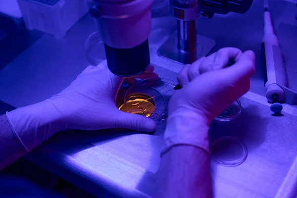 Male Laborant Hands Doing Biopsy Embryos Cell Culture Dish Looking — Stock Photo, Image