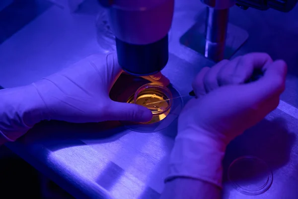 生殖学实验室工作人员从细胞培养盘中的胚胎中提取样本 在移植到子宫前进行基因研究 — 图库照片