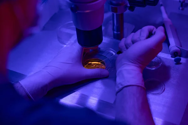 胚胎学家用显微镜检查培养皿中胚胎的状况 用紫外光为生物流产活检准备样本 — 图库照片