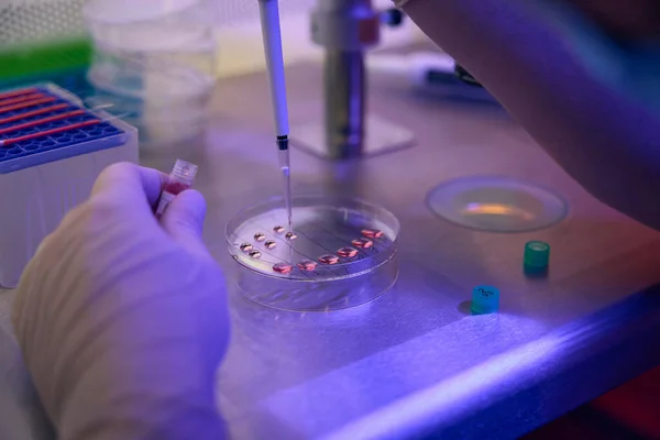Pracownik Laboratorium Reprodukcyjnego Dodający Komórki Naczyniu Dekoltu Mikropipetą Przygotowujący Próbki — Zdjęcie stockowe