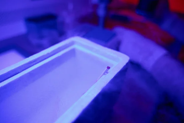 Close View Straw Embryo Lying Tank Liquid Nitrogen Rapid Freezing — Stock Photo, Image
