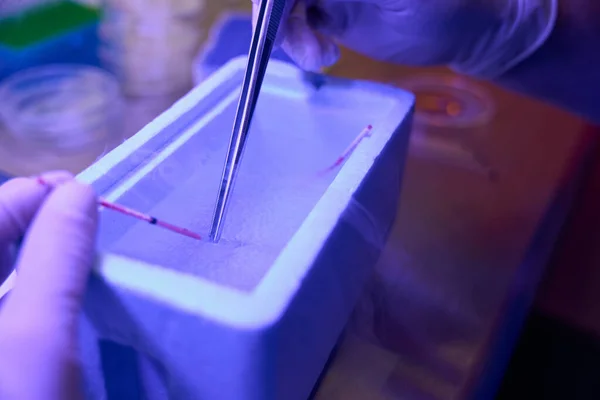 Straw Embryos Immersing Cuvette Liquid Nitrogen Biolaboratory Worker Going Remove — Stock Photo, Image