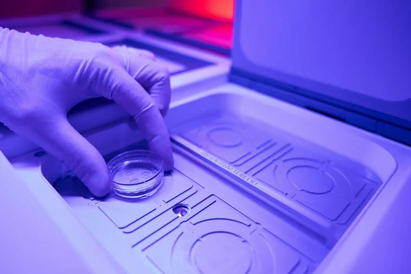 Pracownik Laboratorium Reprodukcyjnego Umieszczający Wyroby Szklane Zarodkami Komorze Podgrzewaną Pokrywą — Zdjęcie stockowe