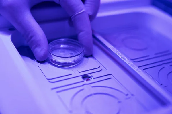 Biolaboratory worker taking away glassware with embryos from chamber of in vitro fertilization incubator, preparation for transfer