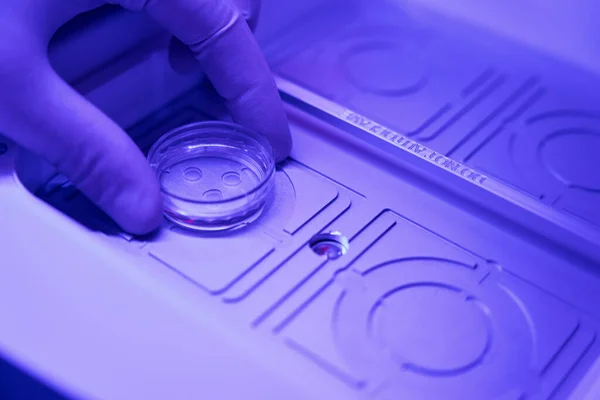 Embriologiczny Technik Laboratoryjny Umieszczający Płytkę Petriego Embrionami Specjalnej Komorze Ogrzewaniem — Zdjęcie stockowe