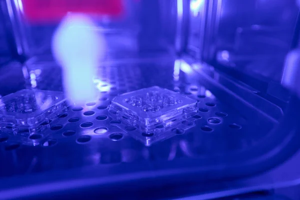 Cell Culture Dishes Female Eggs Keeping Temporary Fridge Immediately Removal — Stock Photo, Image