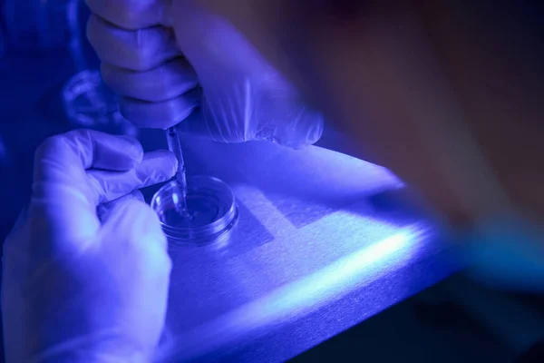 Close Medical Laboratory Worker Pipetting Fluid Sample Petri Dish Examine — Stock Photo, Image