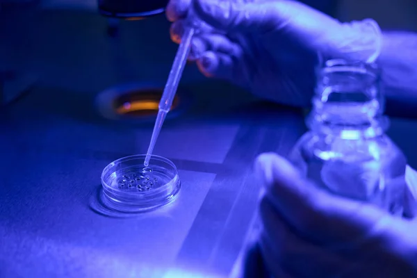 实验室工作人员将带有特殊液体的滴滴加入带有胚胎的培养皿中 在无菌的实验室中培养胚胎 — 图库照片