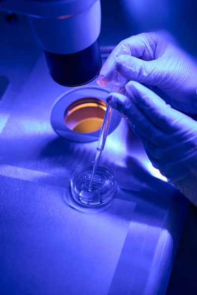 Reproduction Specialist Going Examine Female Cells Embryos Microscope Sterile Ultraviolet — Fotografia de Stock
