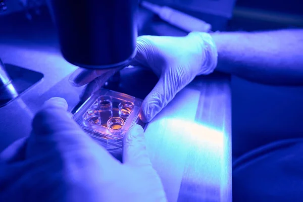 Ręce Pracownika Laboratorium Medycznego Kierującego Obiektyw Mikroskopu Płytkę Petriego Badającego — Zdjęcie stockowe