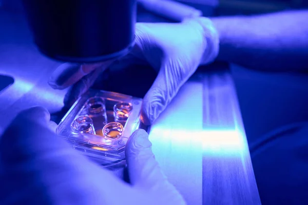 Ειδικός Αναπαραγωγής Που Μελετά Έμβρυα Στο Μικροσκόπιο Προσαρμόζει Φως Για — Φωτογραφία Αρχείου