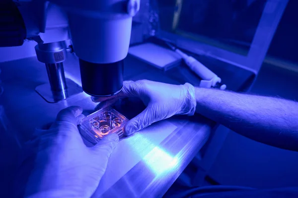Επιστημονικός Εργαστηριακός Ερευνητής Ανθρώπινων Βλαστοκυττάρων Τρυβλίο Κυτταροκαλλιέργειας Μικροσκόπιο Στο Εργαστήριο — Φωτογραφία Αρχείου
