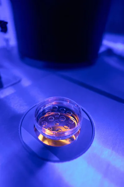 Nahaufnahme Von Stammzellen Auf Petrischale Unter Mikroskopobjektiv Laboruntersuchungen Weg Jung — Stockfoto