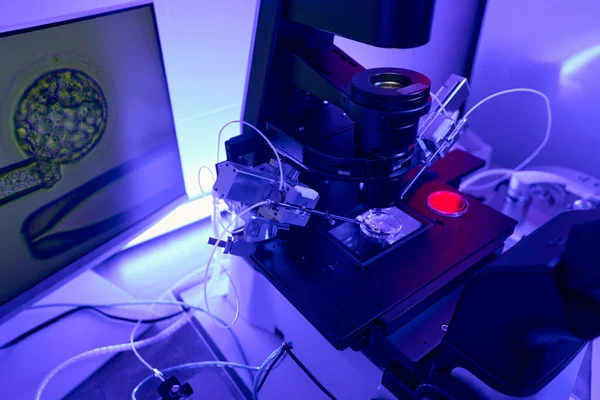 Генетический Лаборант Использующий Микропипетку Введения Одного Сперматозоида Центр Яйцеклетки Icsi — стоковое фото