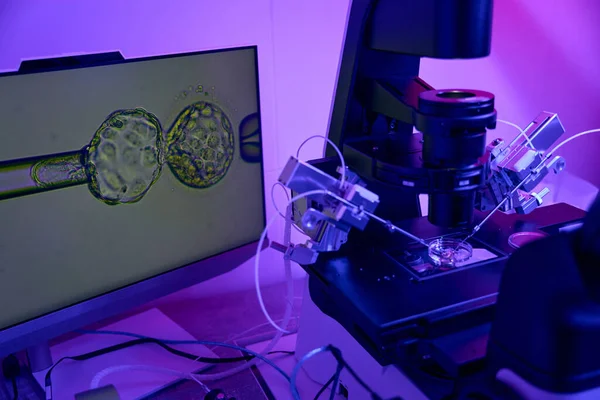 生殖学实验室技术人员分离受精卵细胞 进行检查 用微处理器只添加最强的 — 图库照片