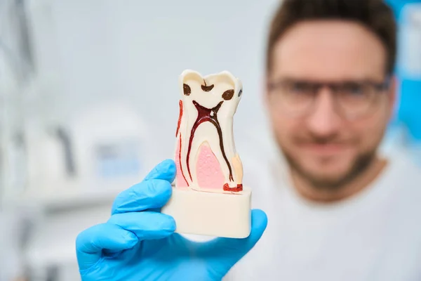 Man dentist in uniform holding and showing 3d model of tooth, explaining inner building of tooth and ways of treatment of crown, neck and root parts